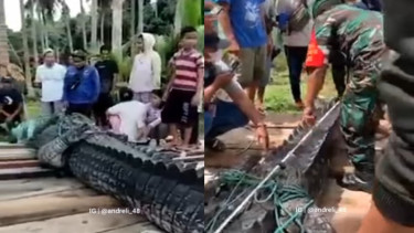 Viral Penampakan Buaya Raksasa
