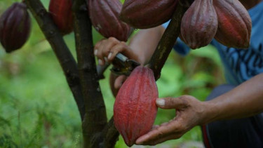 Komoditas Kokoa di Jembrana, Bali.