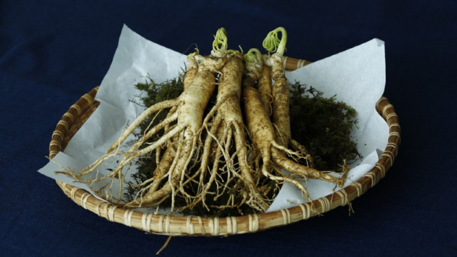 Ilustrasi ginseng.