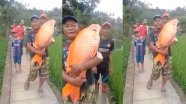 Viral Warga Pamer Ikan Mas Raksasa 