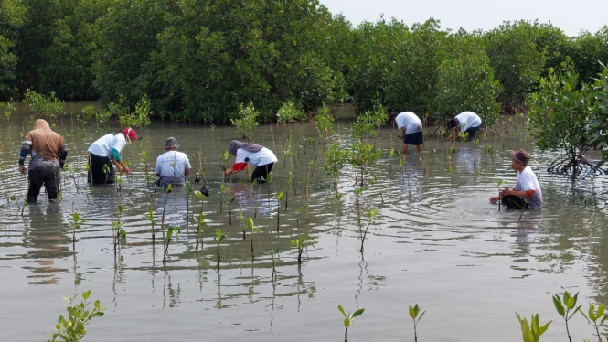 Ilustrasi tanam mangrove 