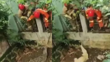 Viral Detik-detik Petugas Damkar Tangkap Buaya di Rumah Warga