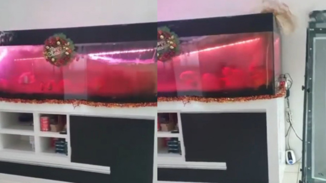 Viral Crazy Rich Tanjung Priok Posting Aquarium Kena Gempa 