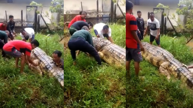 Viral Buaya Tertua Mati karena Sakit