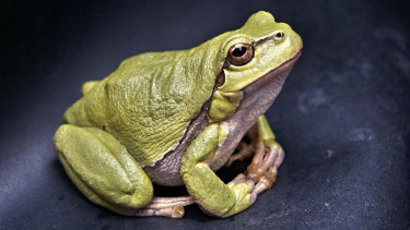 Daur hidup katak