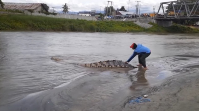 Viral Buaya Jadi Tontonan Warga, Hampir Nyawa Melayang 
