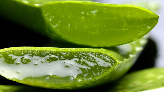 Ilustrasi lidah buaya/aloe vera.