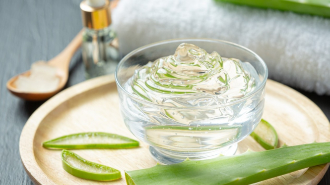 Ilustrasi lidah buaya/aloe vera.
