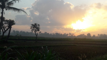 Lahan padi sawah siap panen di Sentolo Kulonprogo