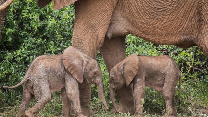 Kelahiran bayi gajah kembar di cagar alam nasional di Kenya adalah peristiwa langka. (Save the Elephants: Jane Wynyard via AFP)