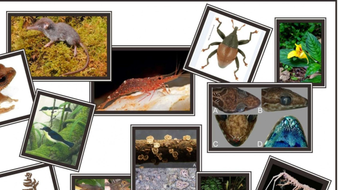 Badan Riset dan Inovasi Nasional (BRIN) menemukan jenis baru flora dan fauna.