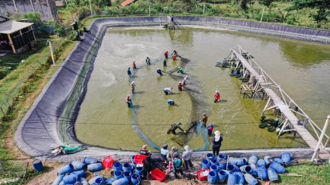 Tambak udang