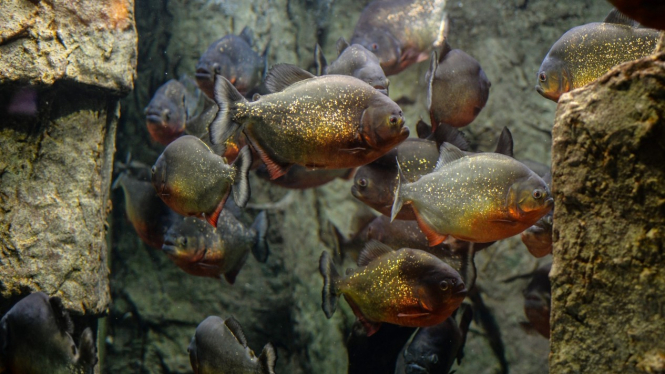 Ikan Piranha