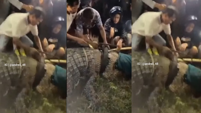 Viral Buaya Terlilit Ban Motor Dibebaskan Warga 