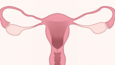 Ilustrasi uterus, rahim