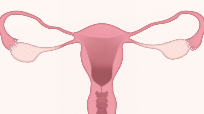 Ilustrasi uterus, rahim