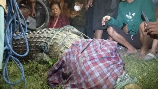 Buaya berkalung ban di Palu.