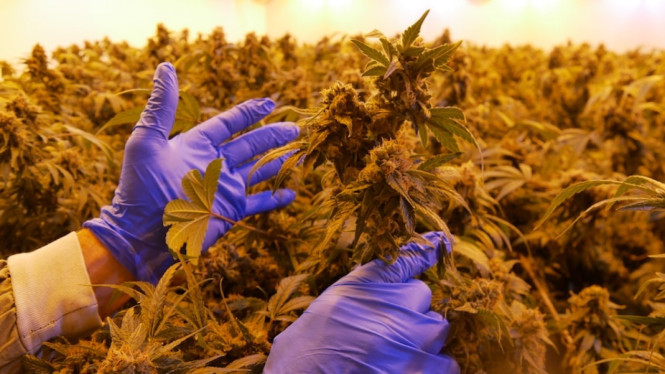 Para peneliti sedang mencari tahu apakah ganja dapat digunakan untuk membantu menurunkan berat badan. (ABC South West: Asha Couch)