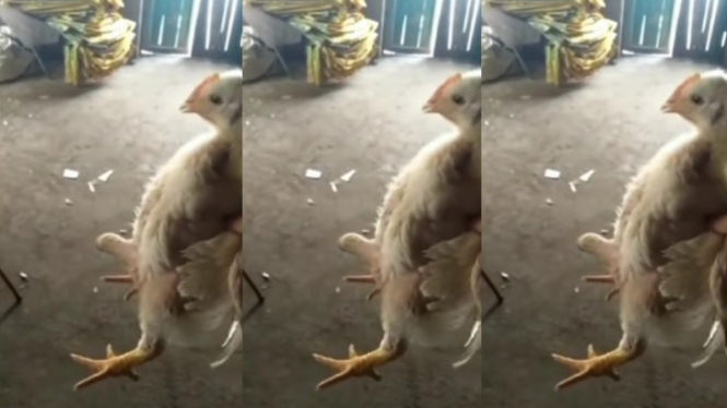 Viral Penampakan Ayam Punya Organ Unik
