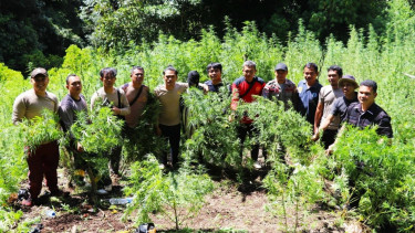 Ladang ganja di Sumut yang siap panen.