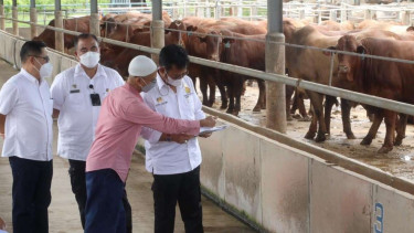Mentan Syahrul Yasin Limpo di Peternakan PT Tanjung Unggul Mandiri (TUM).