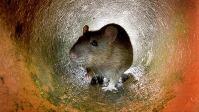 Tikus.