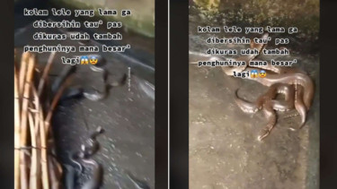 Kolam lele jadi sarang ular
