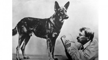 Telepati dengan anjing