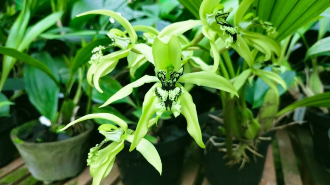 Anggrek hitam.