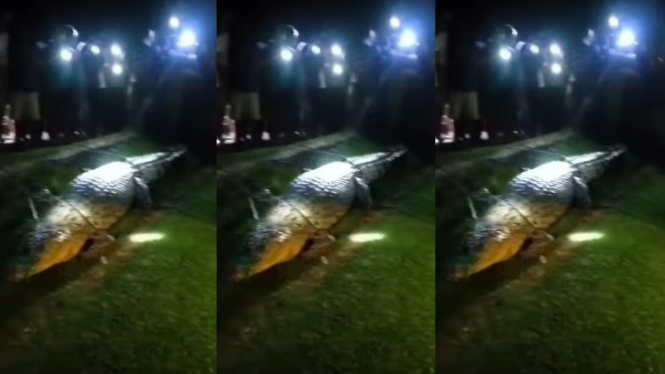 Viral Buaya 4 Meter Jadi Tontonan Warga 