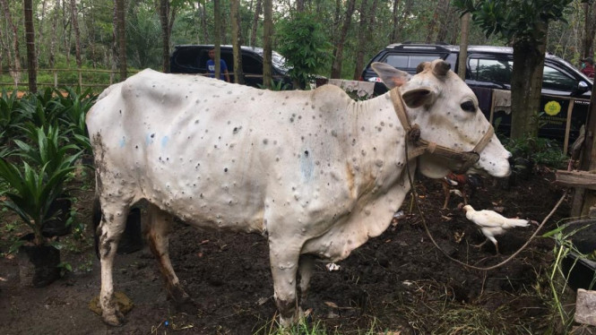 Sapi. 