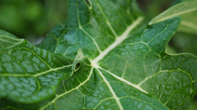Daun pepaya