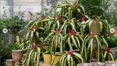 Bromeliad