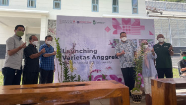 IPB University Punya Anggrek Jenis Baru, Namanya Anggrek Arif Satria