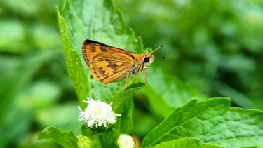 Skipper yang mengunjungi bunga