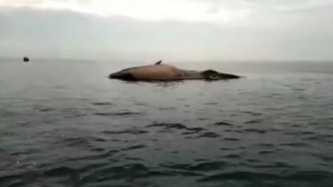 Viral Penampakan Bangkai Ikan Paus di Sampang