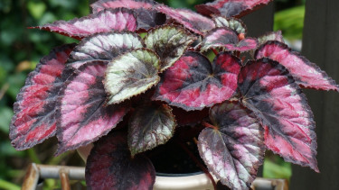 Begonia Rex