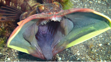 Sarcastic Fringehead.