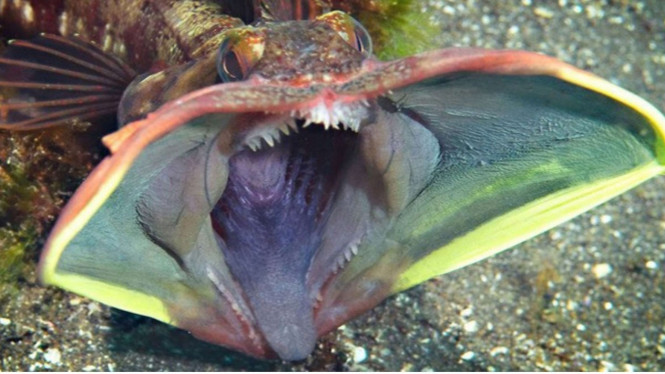 Sarcastic Fringehead.