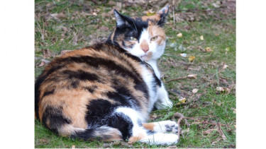 Iliustrasi kucing hamil