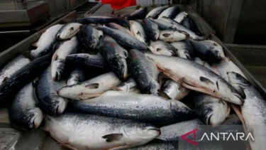 Ikan Salmon dibawa dari peternakan ikan dari Laut Barents, Rusia.