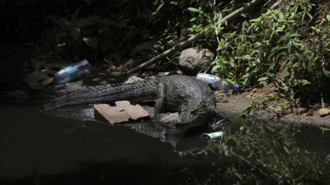 Jumlah binatang liar yang harus ditangkap di wilayah perkotaan naik pesat di Rio de Janeiro. BBC Indonesia