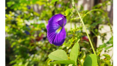 Bunga Telang atau Clitoria Terntea