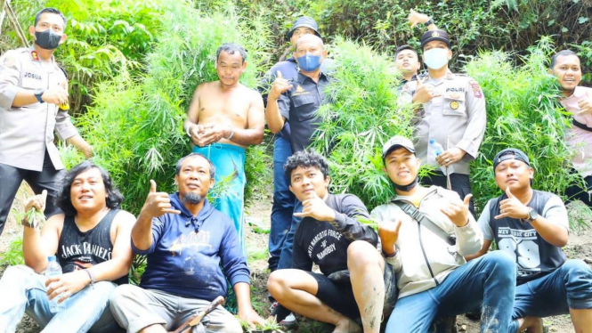 Polres Samosir Ungkap Keberadaan Ladang Ganja