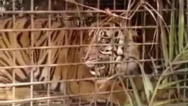 Harimau Masuk Perangkap BKSDA Jambi