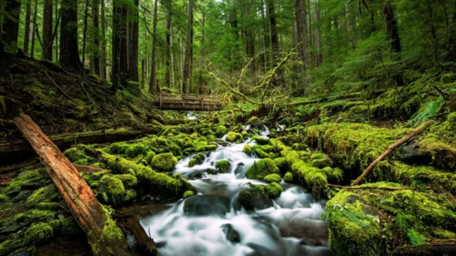 Olympic National Park, Washington