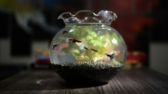 Ikan hias guppy. 