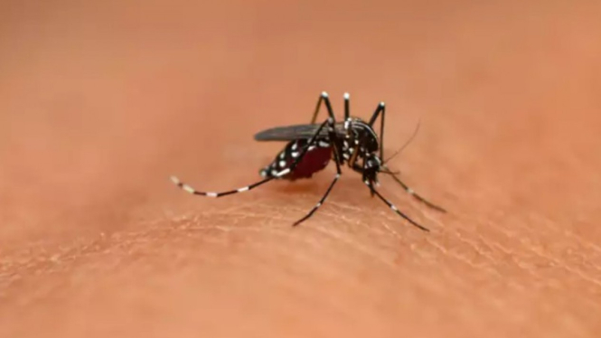 Nyamuk Anopheles betina penyebab malaria