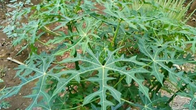 Manfaat Daun Papaya Jepang