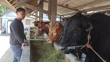 Isu penyakit mulut dan kuku (PMK) bikin harga sapi naik.